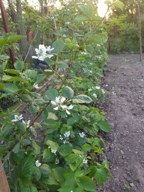 2018 mai4 - Mur SPANIA EXTRA -fara spini