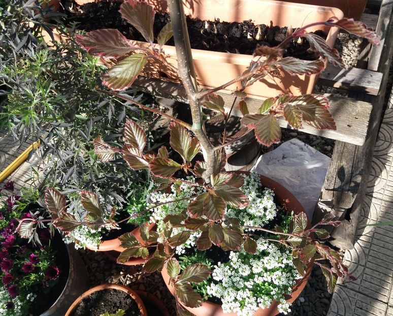 Fagus sylavatica Purpurea tricolor - 2018 plantele mele