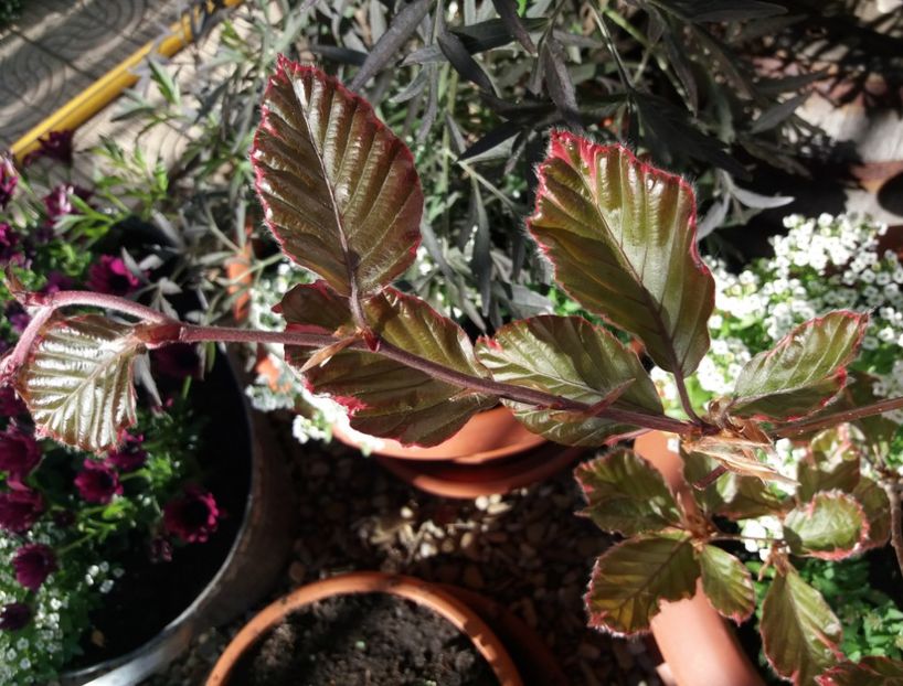 1 mai - 2018 plantele mele
