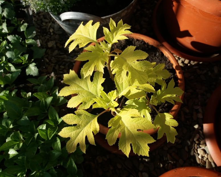 Hydrangea quercifolia Little Honey - 2018 plantele mele