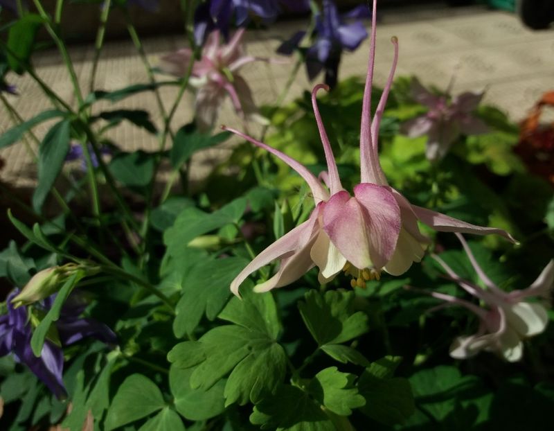  - 2018 plantele mele