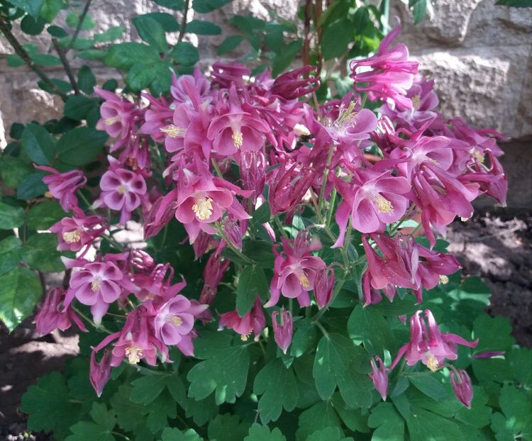  - 2018 plantele mele