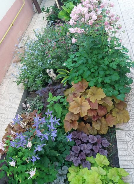  - 2018 plantele mele