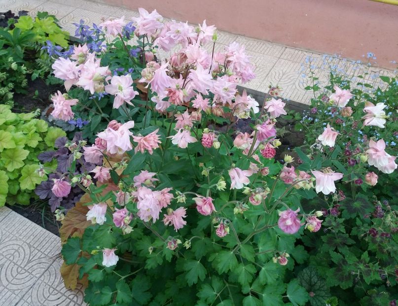  - 2018 plantele mele