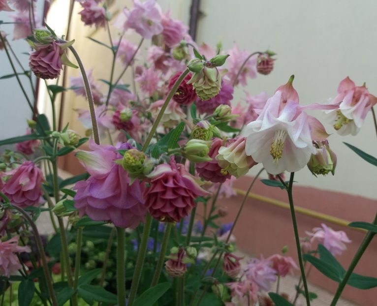  - 2018 plantele mele