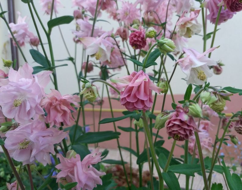  - 2018 plantele mele