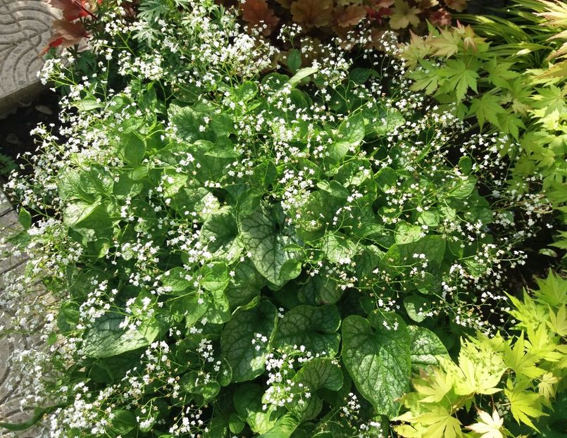Brunnera mr morse - 2018 plantele mele