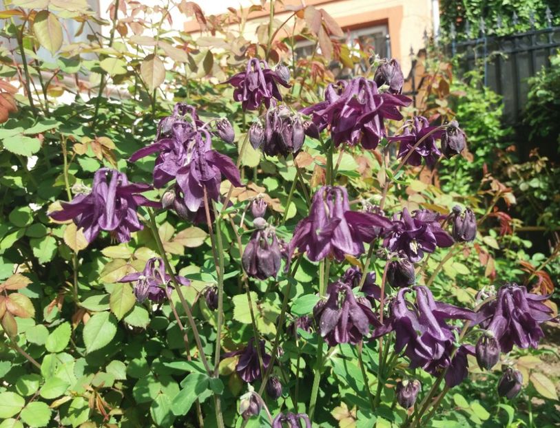  - 2018 plantele mele