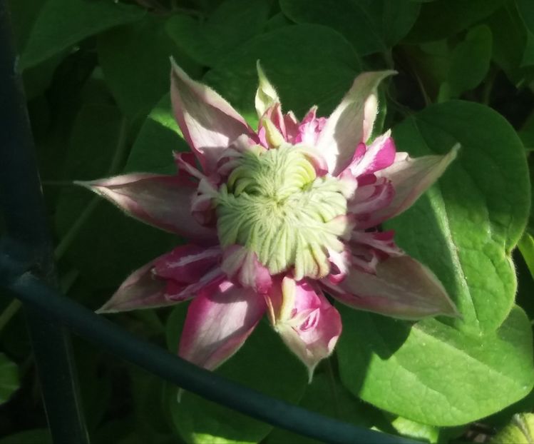clematis kaiser-primul an - 2018 clematite