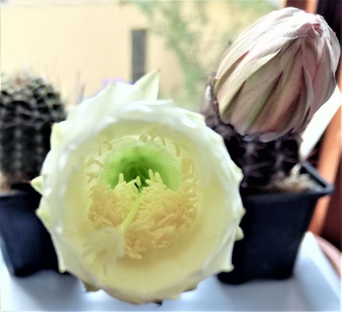  - Cactusi si suculente