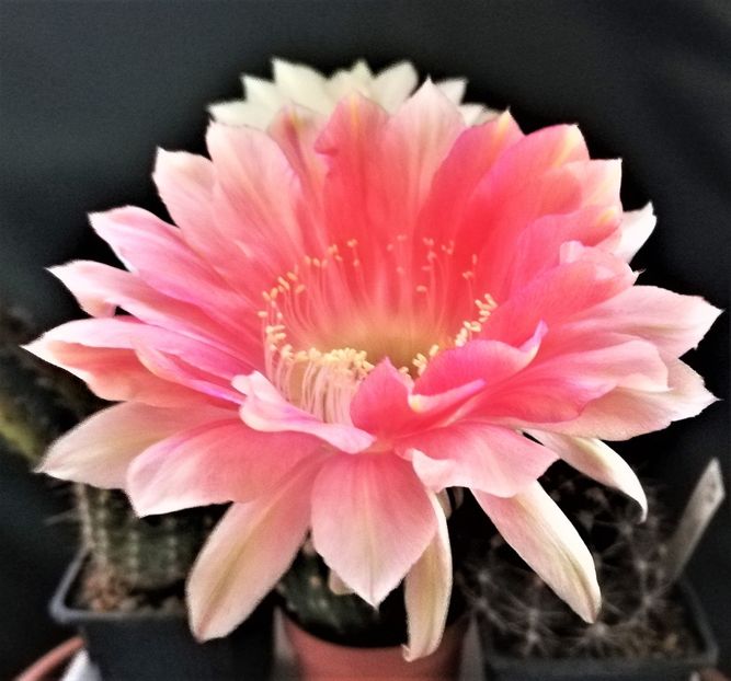  - Cactusi si suculente