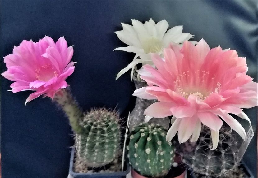  - Cactusi si suculente