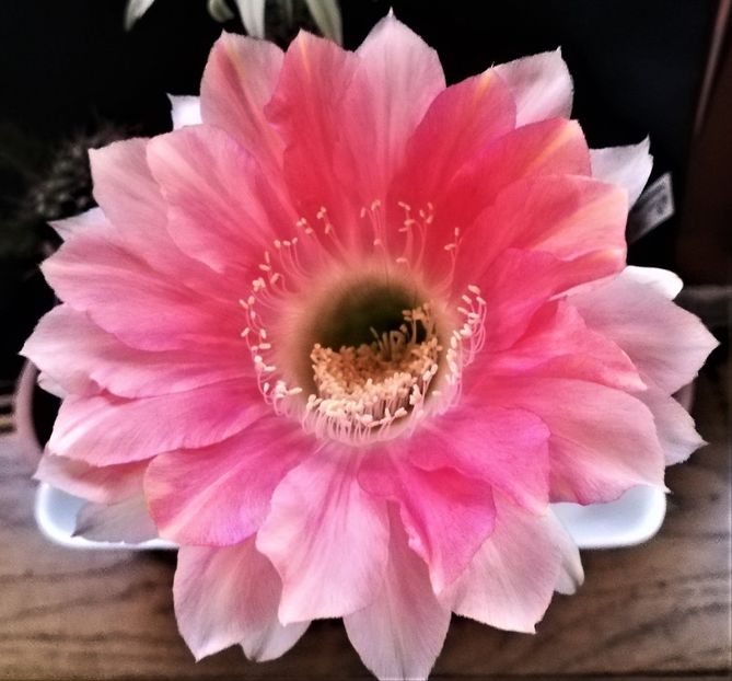  - Cactusi si suculente