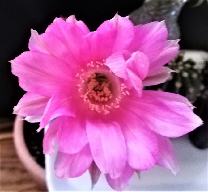  - Cactusi si suculente