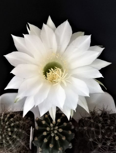  - Cactusi si suculente