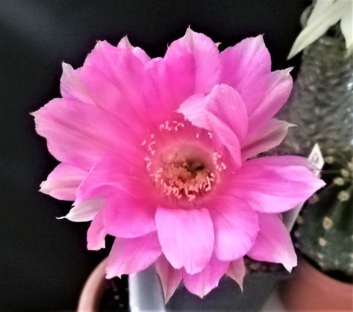  - Cactusi si suculente