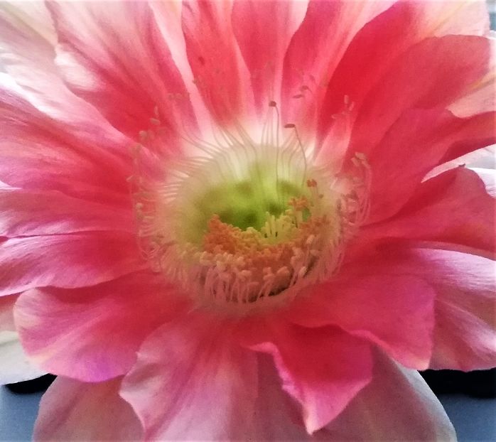  - Cactusi si suculente