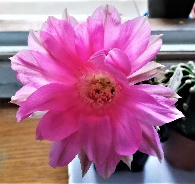  - Cactusi si suculente