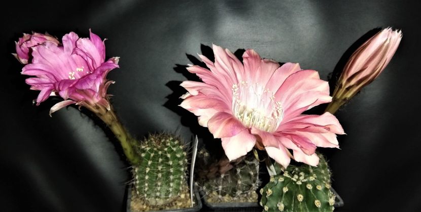  - Cactusi si suculente