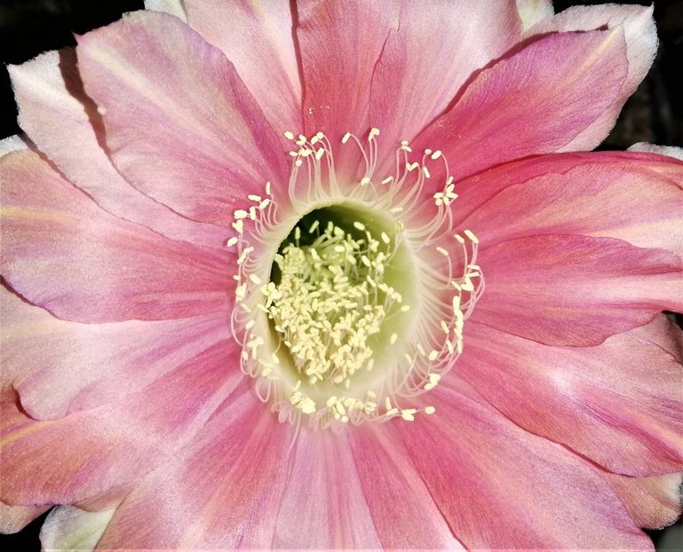  - Cactusi si suculente