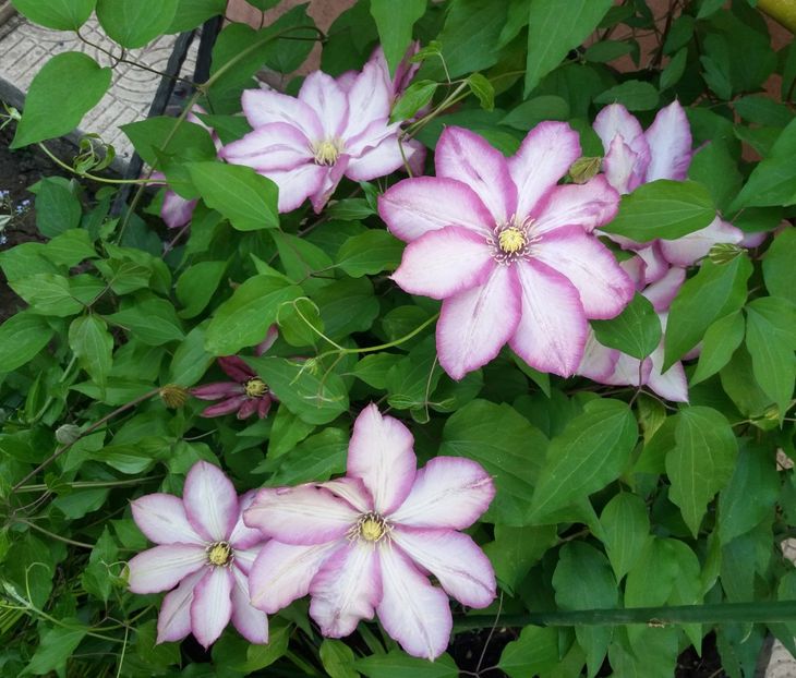 clematis Betty Risdon - 2018 clematite