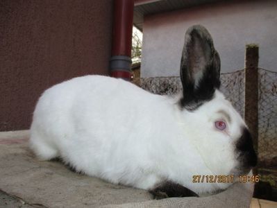 Fem. Californian !!! - X ARHIVA IEPURI CE AM AVUT