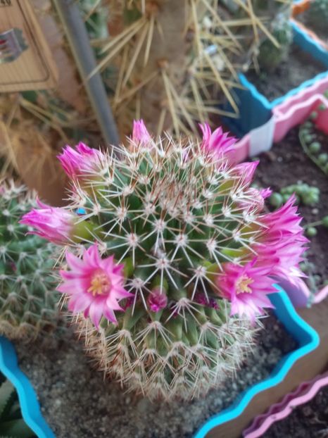 Mammillaria Backebergiana - Mammillaria