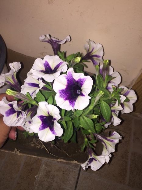  - Achizitii FLORI 2018