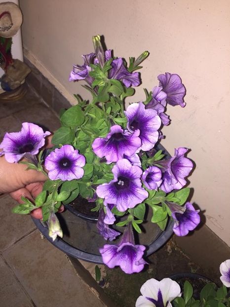  - Achizitii FLORI 2018