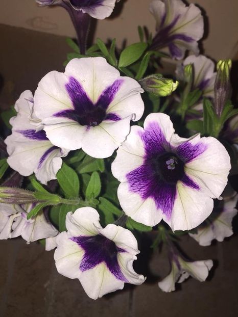  - Achizitii FLORI 2018