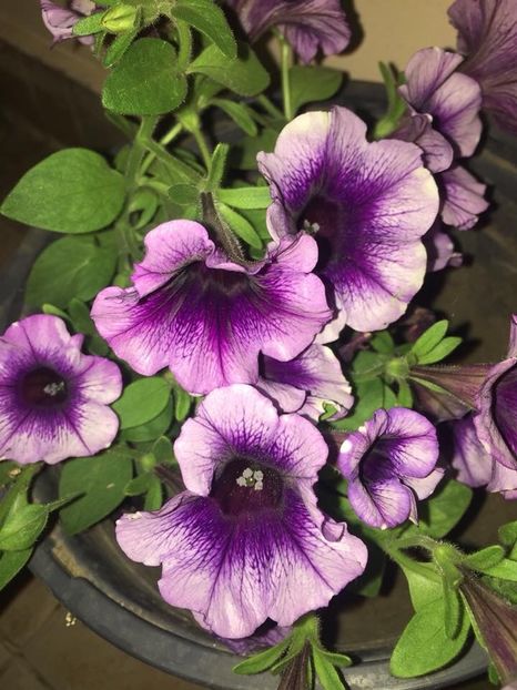  - Achizitii FLORI 2018