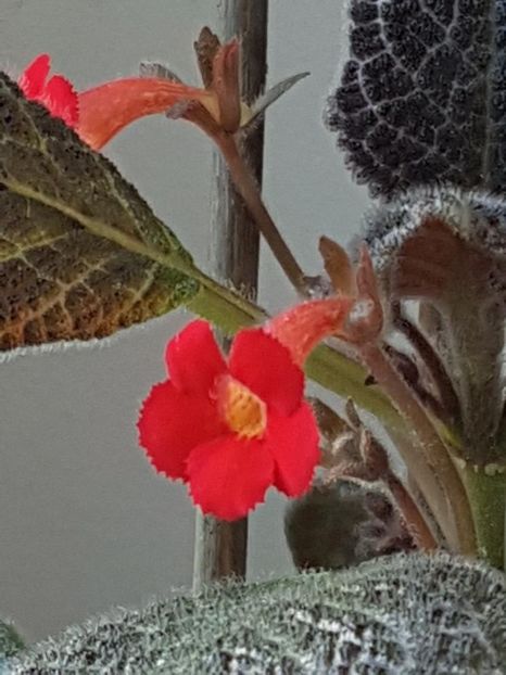thumbnail (57) - EPISCIA 2018