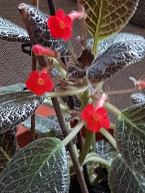 thumbnail (65) - EPISCIA 2018
