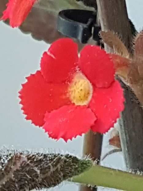 thumbnail (74) - EPISCIA 2018