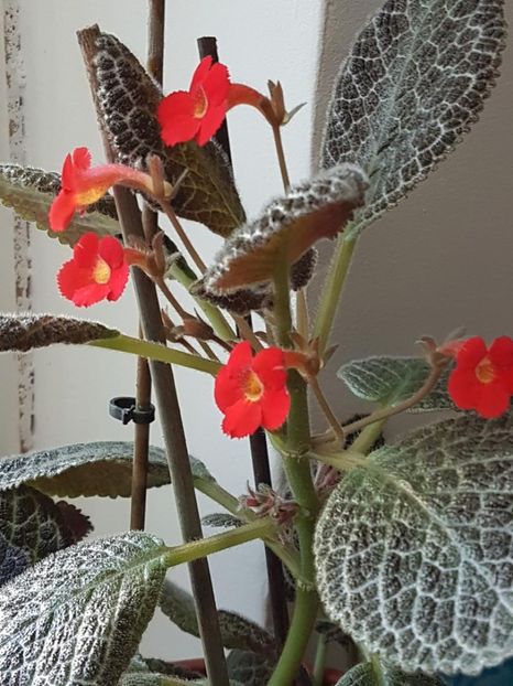 thumbnail (75) - EPISCIA 2018