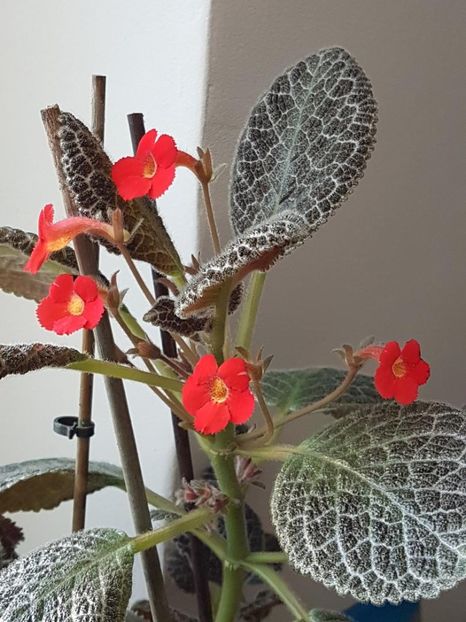 thumbnail (77) - EPISCIA 2018