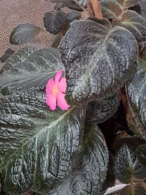 thumbnail (78) Pink Panther - EPISCIA 2018