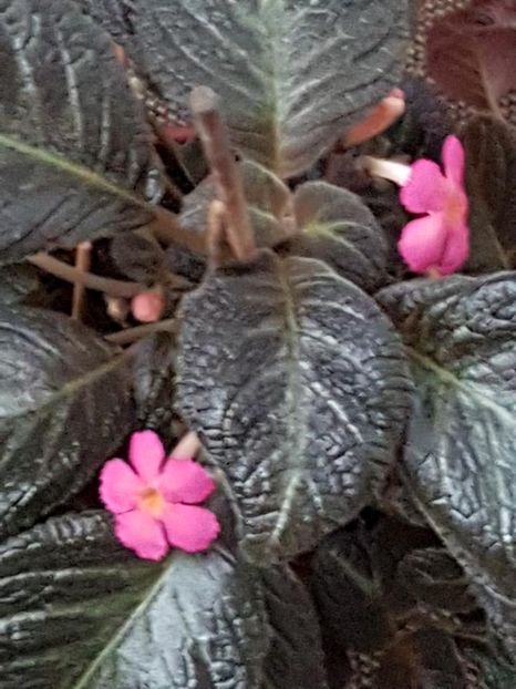 thumbnail (80) Pink Panther - EPISCIA 2018