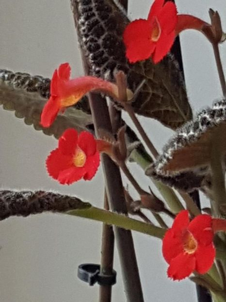 thumbnail (81) - EPISCIA 2018