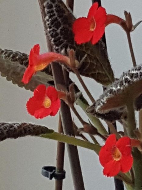 thumbnail (82) - EPISCIA 2018
