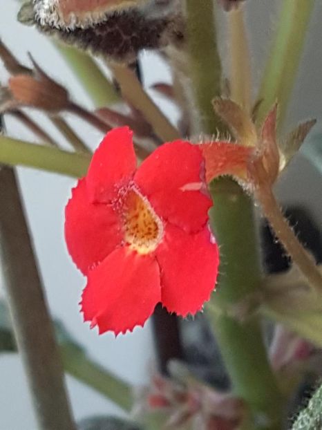 thumbnail (89) - EPISCIA 2018