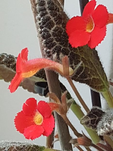 thumbnail (91) - EPISCIA 2018