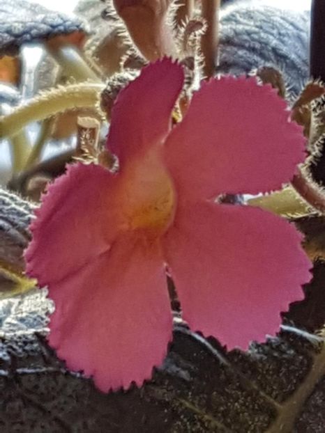 thumbnail (95) Pink Panther - EPISCIA 2018