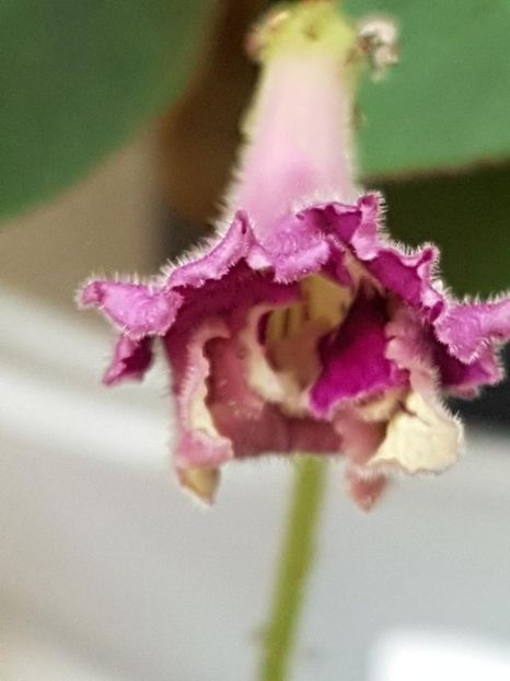 thumbnail (8) - STREPTOCARPUSII MEI 2018