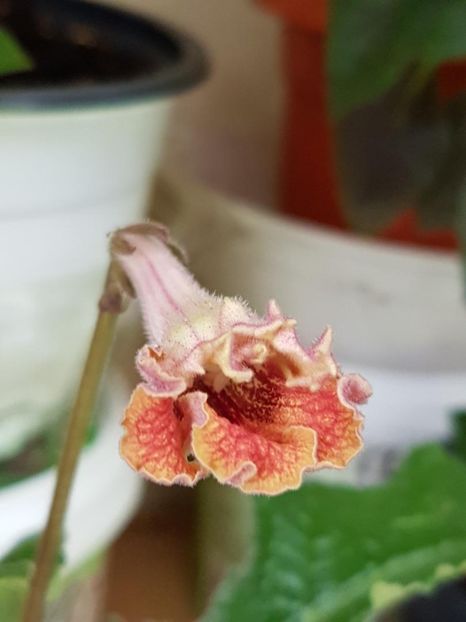 thumbnail (14) - STREPTOCARPUSII MEI 2018
