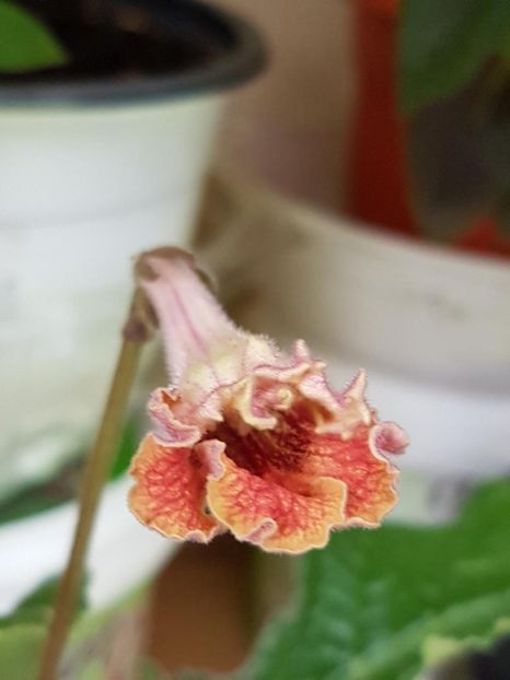 thumbnail (15) - STREPTOCARPUSII MEI 2018