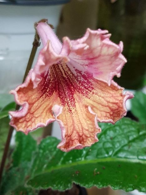 thumbnail (18) - STREPTOCARPUSII MEI 2018