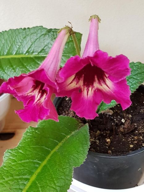 thumbnail (33) - STREPTOCARPUSII MEI 2018