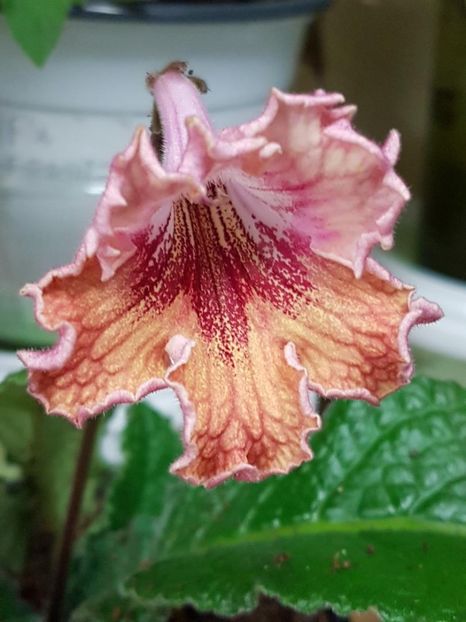 thumbnail (26) - STREPTOCARPUSII MEI 2018