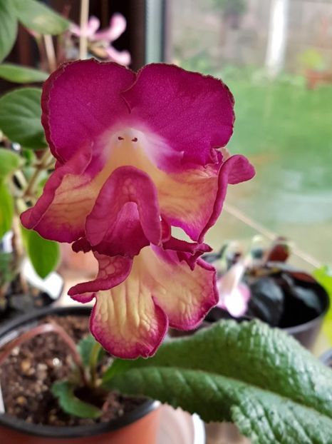 thumbnail (24) - STREPTOCARPUSII MEI 2018